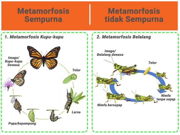 Metamorfosis Sempurna dan Tidak Sempurna - Wisnu Adi