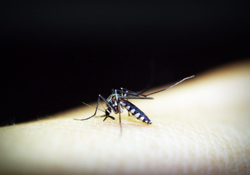nyamuk anopheles, malaria
