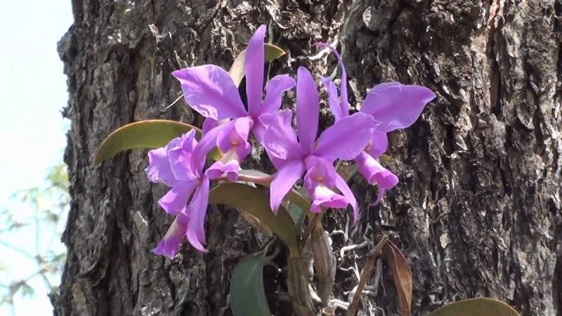 Simbiosis Komensalisme: Pengertian dan Contoh Simbiosis Komensalisme