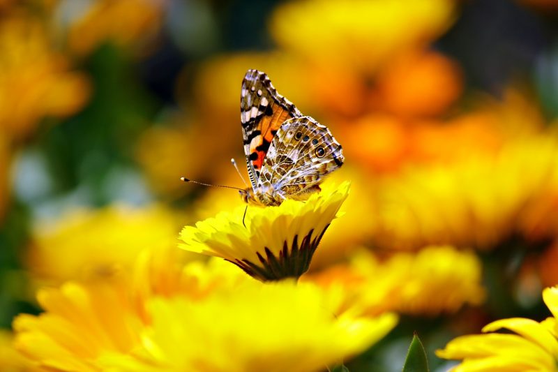 hubungan antara bunga dengan kupu-kupu