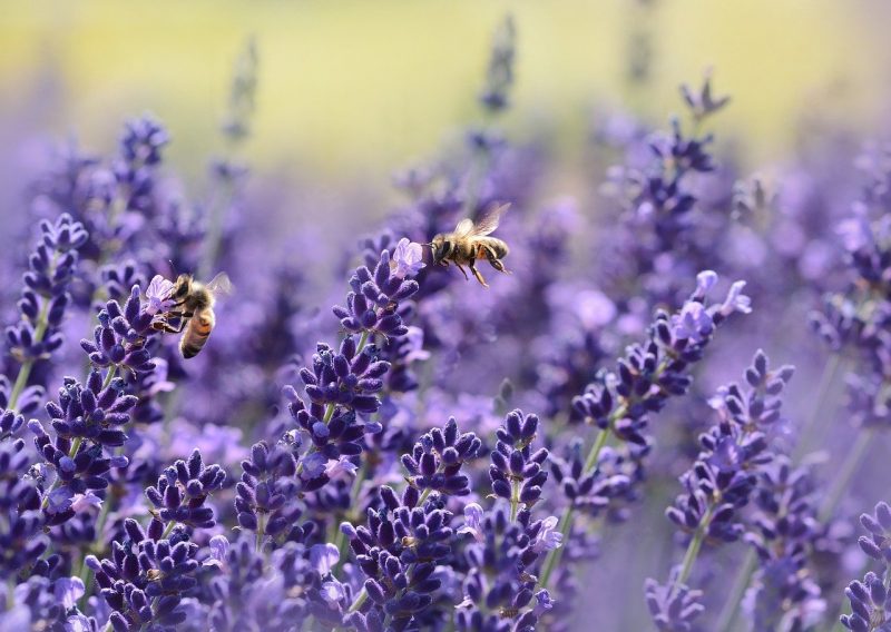 pengertian simbiosis, hubungan antara bunga dengan lebah