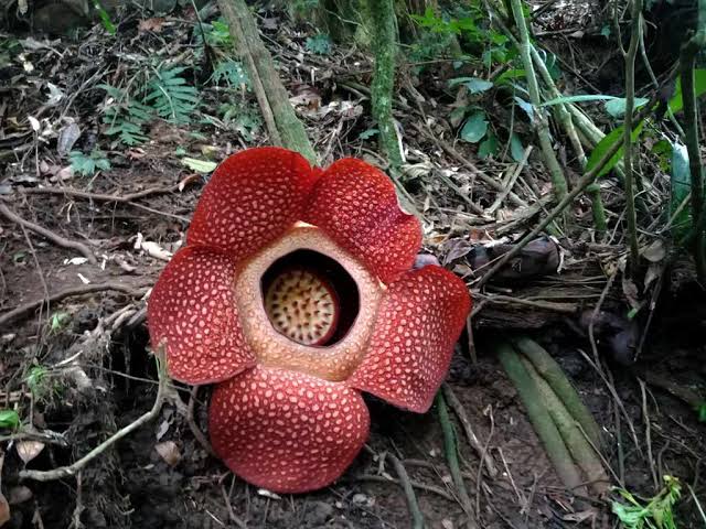 hubungan antara bunga rafflesia arnoldi dengan inangnya