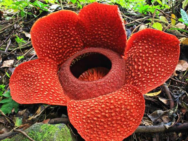 hubungan antara bunga rafflesia dan lalat