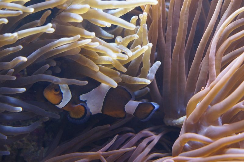 hubungan antara ikan badut dengan anemon laut