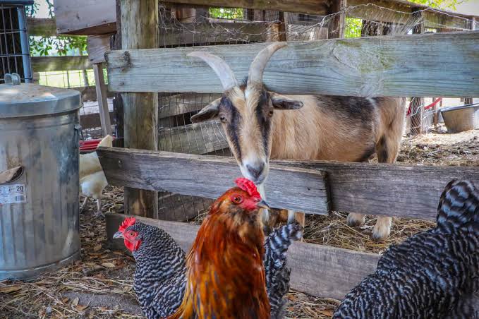 simbiosis netralisme, hubungan antara kambing dengan ayam