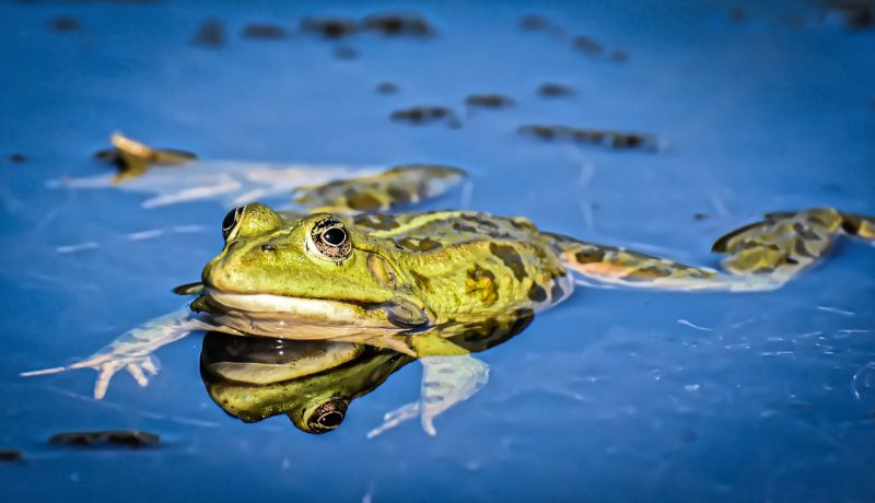 simbiosis netralisme, hubungan antara katak dengan ikan