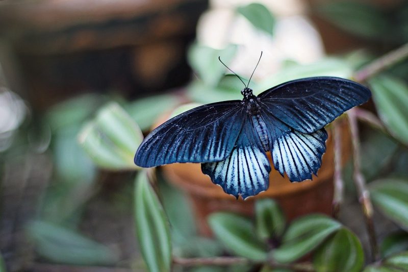 simbiosis netralisme, hubungan antara kupu-kupu dengan kerbau