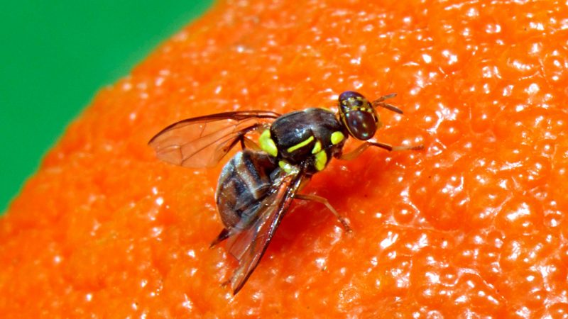 hubungan antara lalat buah dengan buah