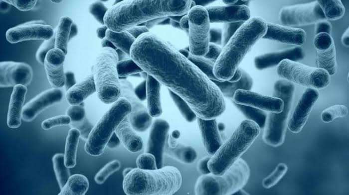 hubungan antara manusia ban bakteri eschrichia coli