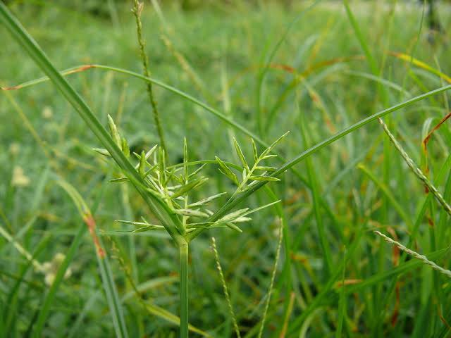 contoh simbiosis amensalisme, hubungan antara rumput teki dengan tanaman lainnya