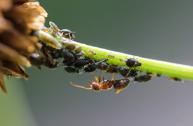 hubungan antara semut dan kutu daun, simbiosis mutualisme
