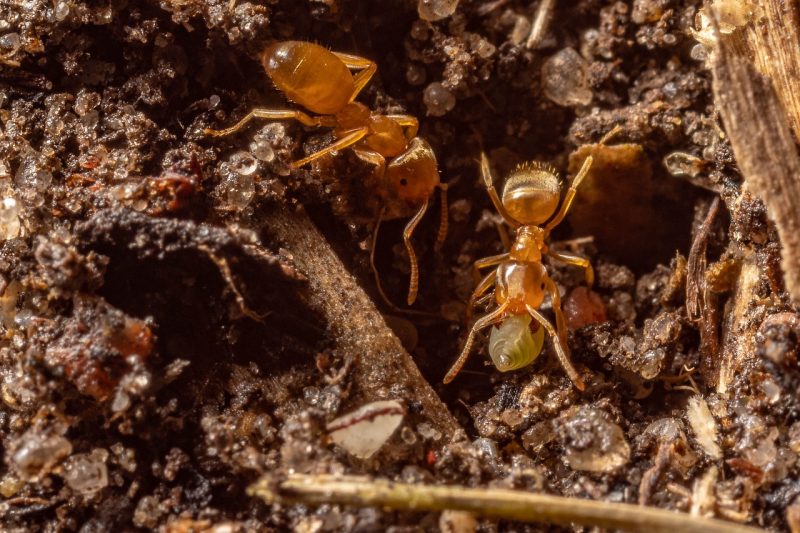 hubungan antara semut dengan rayap