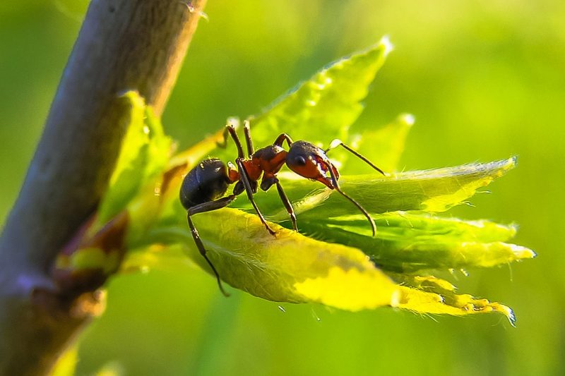 hubungan antara semut rangrang dan tumbuhan