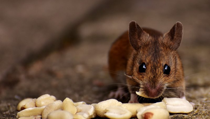 simbiosis parasitisme, hubungan antara tikus dengan petani