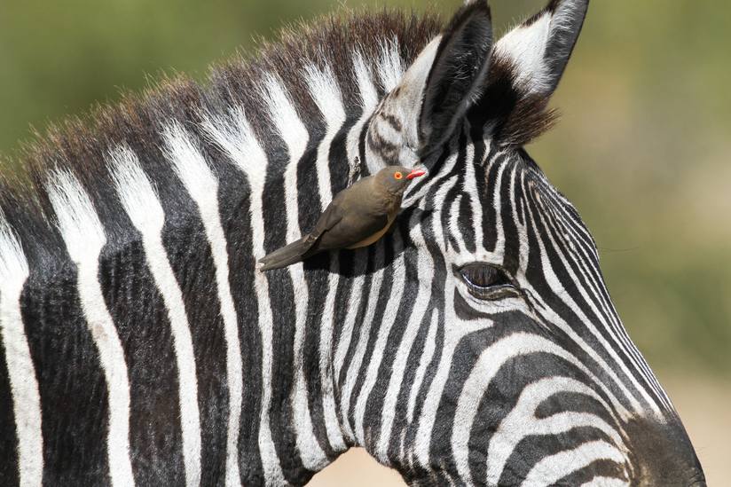 hubungan antara zebra dan burung oxpocker, simbiosis mutualisme