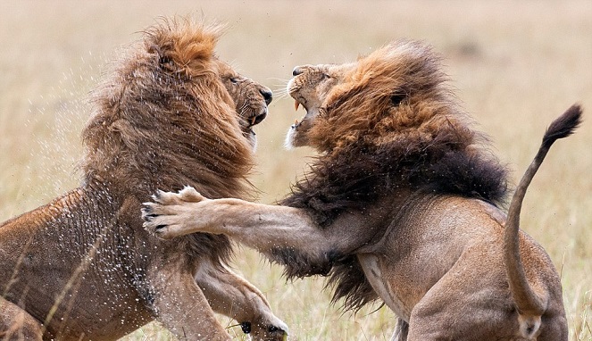 kompetisi antar singa jantan
