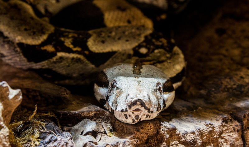 kompetisi antar ular anaconda jantan