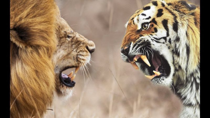 kompetisi antara harimau dengan singa