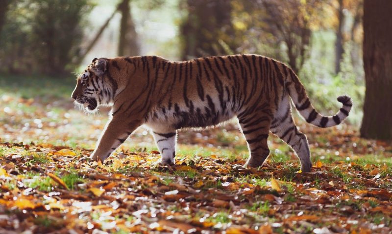 simbiosis predasi, predasi antara harimau dengan rusa sambar