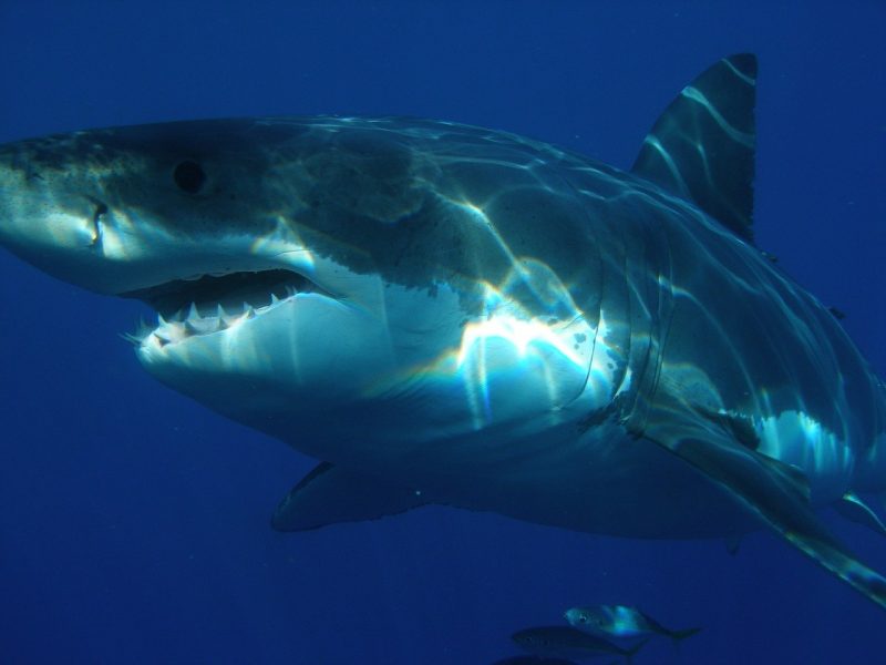 predasi antara ikan hiu putih dengan ikan tongkol