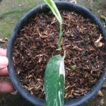 epi prenum varegata putih 2, jual tanaman solo