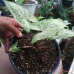 syngonium batik, jual tanaman solo