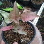 syngonium pink, jual tanaman di kartasura