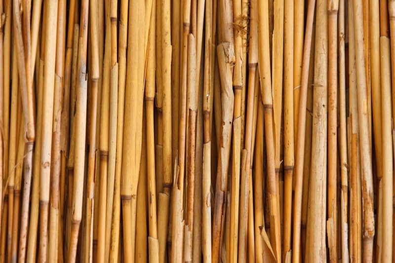 sebutkan jenis jenis tanaman hias daun, bambu kuning