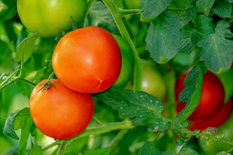 20 jenis tanaman pangan, tomat